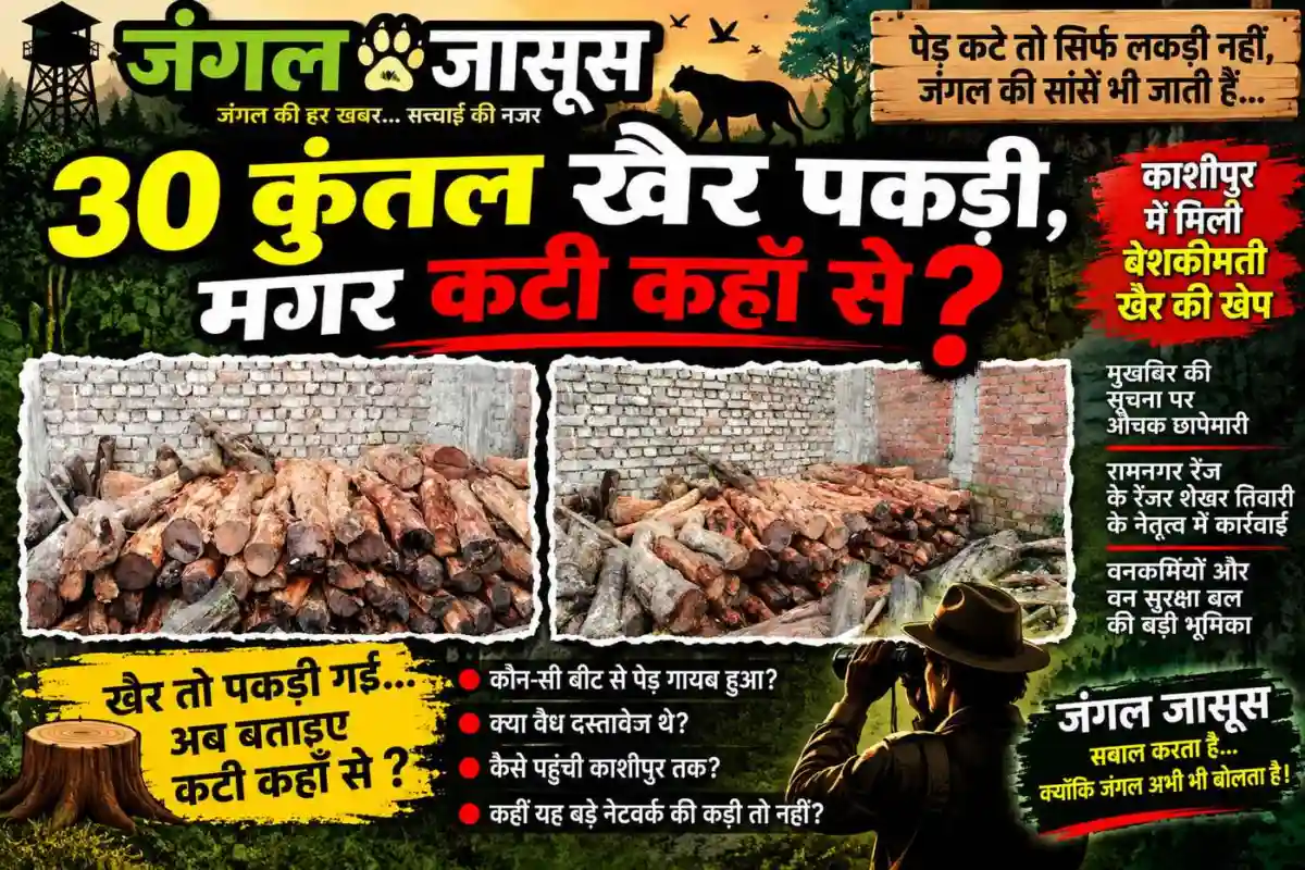 हजूर 👉30 कुंतल खैर पकड़ी👉 मगर कटी कहाँ से?